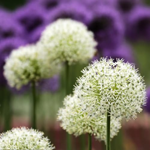 Semi di Allium giganteum, perenni Semi di porro gigante, semi di da giardino roccioso resistenti regali per gli amanti del giardino 180pcs