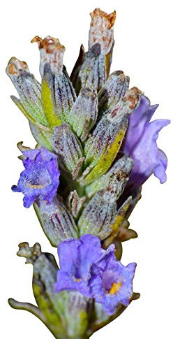 Lavande vraie 100 graines