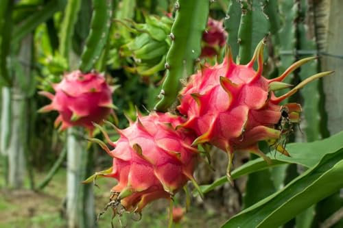 Fruit du dragon Rouge Hylocereus megalanthus 10 graines
