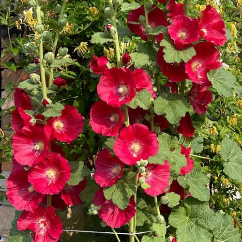 malva real malva real - semillas de silvestres de sombra macizo silvestres exóticas ornamentales lugares soleados jardín balcón Decoraciones 350semillas