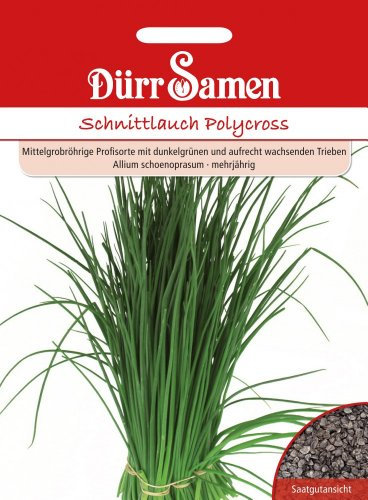 Dürr Samen 0159 Schnittlauch Polycross (Schnittlauchsamen)
