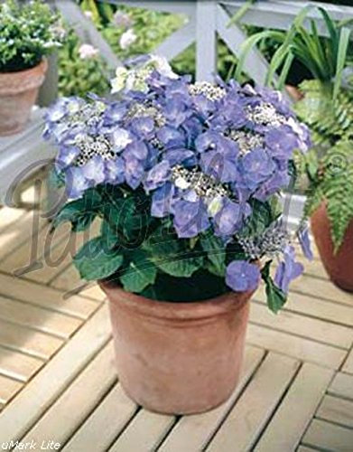 verschiedene Hortensien - Hydrangea (blau macrophylla Teller)