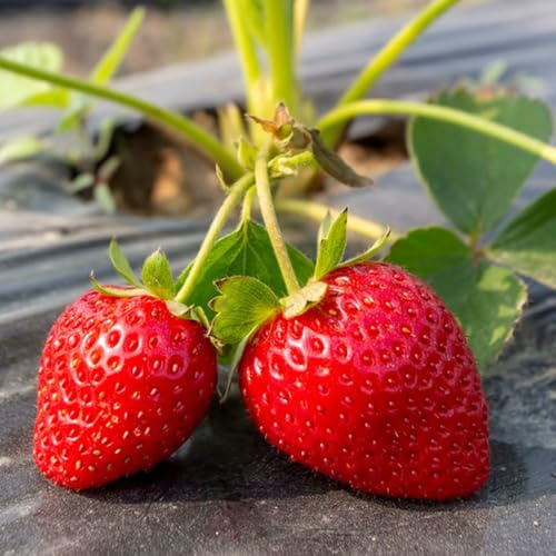 fresas semillas de fresa Las de jardín son perennes resistentes, fresa organicas decoración, lecho 800pcs