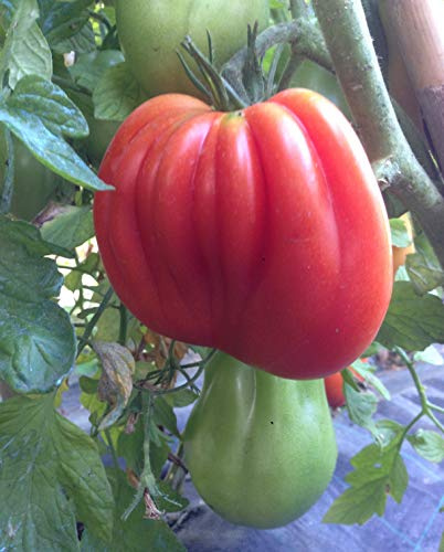 120 SEMI POMODORO-12 VARIETA' -RED PEAR-ORANGE BANANA-CUORE DI BUE VAR,ALBENGA-SPUNZILLO ROSSO-DATTERINO ORANGE-CILIEGINO GIALLO-BRAndywine red-caMONE-STRIPED CHOCOLAT-BONSA-RIO FUEGO-GIGANTE ROSSO-