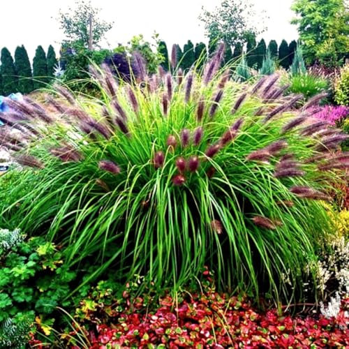 Pennisetum alopecuroides  Black Beauty  Frosthartes Schwarzes Lampenputzergras (Ziergras Gräser Stauden Winterhart) (1)