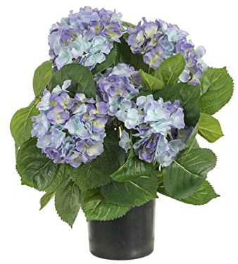 Hortensia - Hydrangea - Natural Blue Early