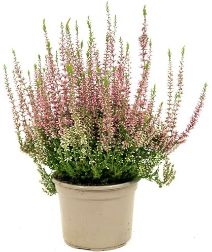 Brezo Mediterráneo - Planta Arbustiva y Ornamental - Flores Rosas