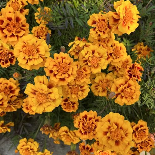 Semi di calendula - Tagetes patula - semi di selvatici da giardino decorazione da giardino per esterni resistenti 350pcs