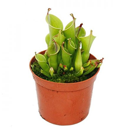 Plante carnivore - cruche de marais - Heliamphora - pot de 9cm - rareté