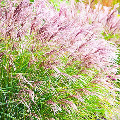 Miscanthus Ferner Osten Japanese Silver Grass Herbaceous Perennial Garden Plant (20-30cm (Incl. Pot))