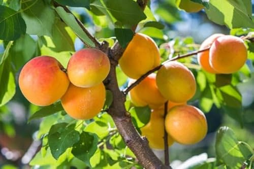 1 Aprikosenbaum ‘Nancy 120-150cm im großem Topf Obstbaum Aprikosen Obst Busch Prunus armeniaca reichtragende Premiumsorte – pflegeleicht & widerstandsfähig