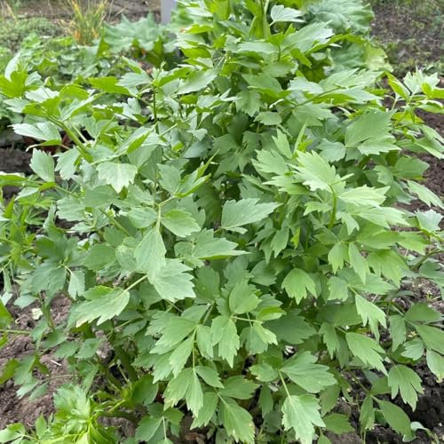 200 pcs Liebstöckel Pflanze - Levisticum officinale - kräuter samen hochbeete für garten Liebstöckel Pflanze - heilkräuter samen pflanzenkübel bio kräutersamen stauden winterhart mehrjährig