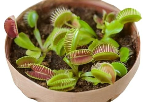 Venus Natural Planta Carnívora de 9cm ⌀