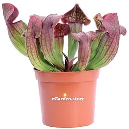Pianta Carnivora Mangia Insetti pianta ornamentale da interno pianta Carnivora vera venduta da eGarden.store (Sarracenia Purpurea Hybrid)