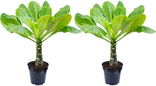Lot de 2 palmiers hawaïens, véritables plantes d'intérieur, Brighamia, hauteur : env. 40 cm, diamètre du pot : 12 cm