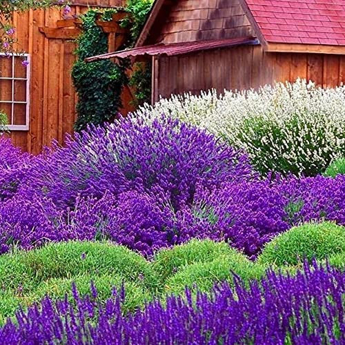 Haloppe 400Pcs Lavender Flowers Plants Seeds for Home Garden Planting, Lavender Seeds Fragrant Home Garden Bonsai Plant Lavandula Flower Decor Lavendelsamen