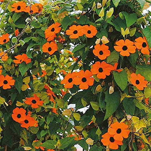 Thunbergia Alata ‘Superstar Orange’ (Black-Eyed Susan) 1 Packet (12 Seeds) by Thompson and Morgan