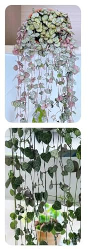 leuchterblume kaufen samen - blumensaat, gartenpflanzen winterhart Ceropegia woodii pflanzen samen indoor, pflanzen winterhart stauden winterhart mehrjährig, blumensamen bienenwiese 120pcs