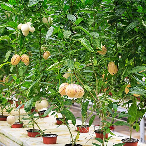 birnenmelone pflanze | melonenbirne pflanze, obst samen ostergeschenke, exotische früchte saatgut melonenbirne, zimmerpflanze sukkulenten samen - 30 Stück