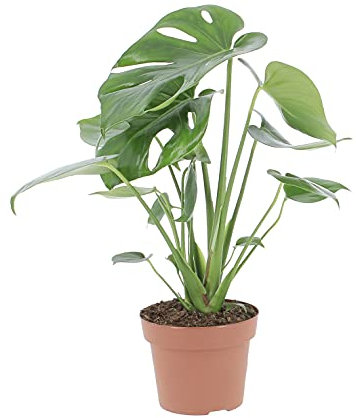 KENTIS - Monstera Deliciosa - Pianta del Pane Americana - Piante Vere da Interni - H 45-55 cm Vaso Ø 14 cm