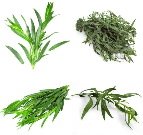 Semillas de estragón, raras en resistentes semillas de jardín de comprar de estragón resistentes para el jardín 250pcs