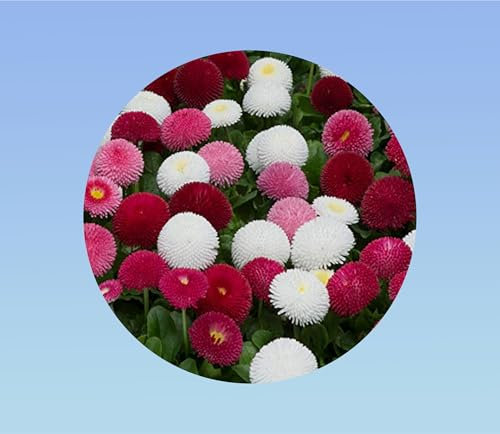 100 graines de fleurs bellis perrennis - pâquerette - pomponette - massif- rocail- mixtes