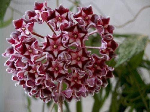 (20) Dark Light Hoya Rose Graines Boule Orchard Flower Garden Seed usine de cire
