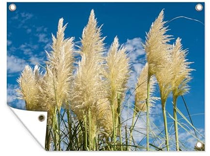 MuchoWow Poster exterieur Herbe de la pampa - Plante - Nature Decoration murale 120x90 cm Résistant aux intempéries/soleil