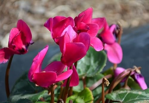 100 graines de fleurs de cyclamen roses fraîches et neuves