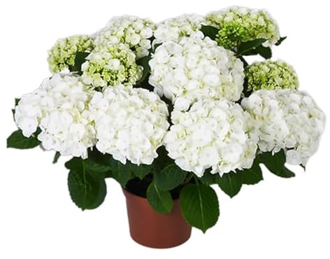 Hortensia Blanca Natural Planta de Exterior Resistente y Fácil de Cultivar
