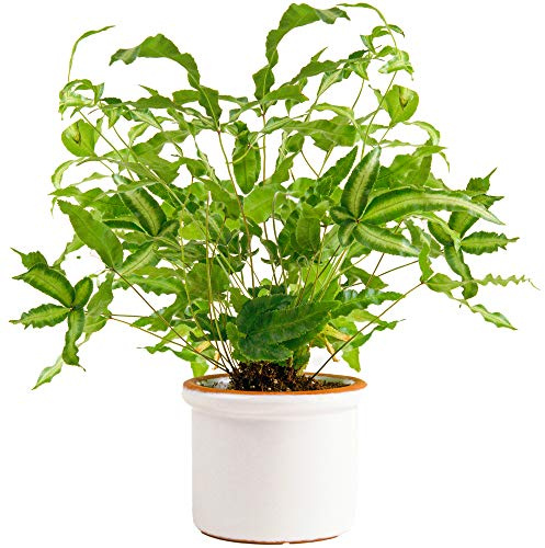 1 x Pteris Albolineata Pteris de Crête | Cadeau Plante Fougère Panachée | de 25 à 35 cm avec Pot