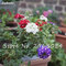 Verbena Seed Herb Blooming piante Fiore la germinazione tasso del 95%, Pretty Flower Garden decorativi paesaggistica 30 pc:Seeds Only