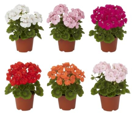 Pack Ambiente Fresco | Pack de 6 Geranios Naturales en Maceta DECOALIVE | Seis Plantas de Geranio Pelargonium para Interior y Exterior