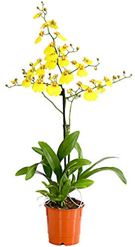 Dehner Orchidee Oncidium Sweet Sugar, eintriebig, ca. 50-60 cm, Ø Topf 12 cm, Zimmerpflanze