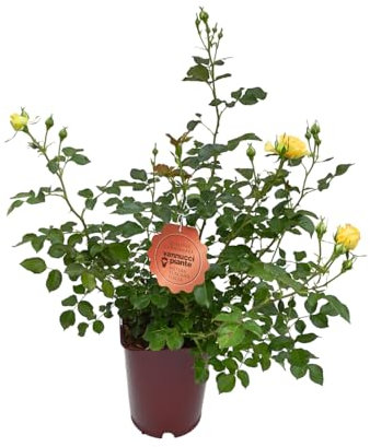 Vannucci Piante - Rosa vera a cespuglio in vaso. Pianta da balcone con bellissime colorazioni! (Giallo)