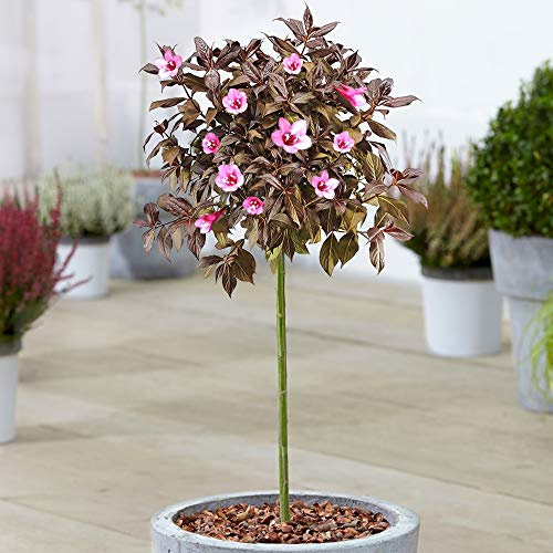 Weigela Minor Black Albero | Alberi Ornamentali Semi-Sempreverdi per Piccoli Giardini | Pianta Premium Lollipop Standard con Fusto Dritto (70-80cm (Incluso Vaso))