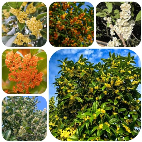 semillas de osmanto verdes, decoración de jardín al aire libre, osmanto fragrans, crecimiento resistentes, 70pcs