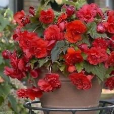 Begonia (Tuberosa Doppia Rossa Rossa) Grande Contenitore Giardino Aiuola Patio