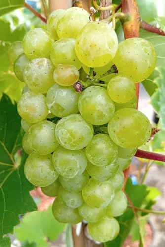 Vindruva Vitis Phoenix frosthårda vinrankor 80–100 cm