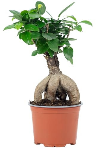 Chinesische Feige - pflegeleichte Zimmerpflanze, Ficus Ginseng - Höhe ca. 25 cm, Topf-Ø 12 cm