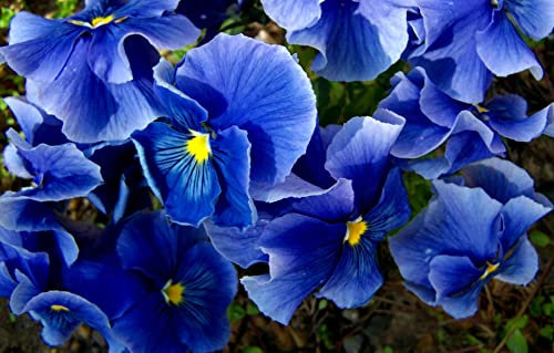 Riesen Stiefmütterchen Blua 'Schweizer Riesen' 70 Samen, (Blau Pansy)