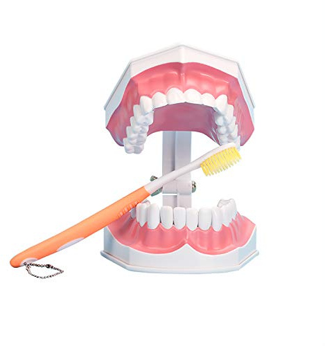 YOUYA DENTAL undervisning studie borstning tandmodell verktyg med tandborste och avtagbara nedre tänder för barn munvård undervisning