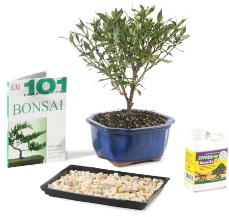 Brussel's Bonsai Live Gardenia Bonsai Tree Gift Bundle - Small Gardenia Tree - Bonsai Kit with Ceramic Bonsai Pot and Bonsai Fertilizer