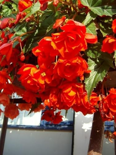 Begonienzwiebeln : Begonia pendula Rot - Begonie Rote Hängebegonie 3 Blumenzwiebel/Knolle