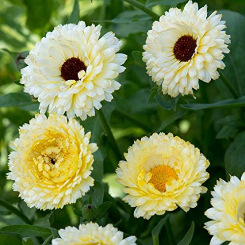 100 semi di Calendula Officinalis Snow Princess - Crema di semi di calendula bianchi - 100 semi