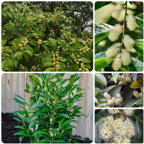 Semillas de seto de laurel cerezo, interior laurel cereza mini jardín, real de balcón, 35pcs