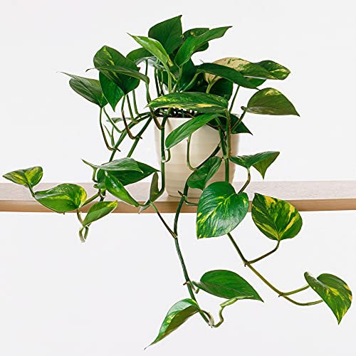 1 x Epipremnum pinnatum Aureum for Sale | Indoor Plant in Hanging Basket