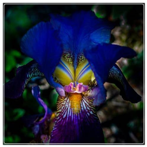 Iriszwiebeln,Winterhart Mehrjährig,Gartenpflanzen,Winterharte,Schwertlilien Kaufen,SchmetterlingsföRmige,Schwertlilien Winterhart Knolle-5zwiebeln-I