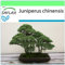 SAFLAX - Bonsai - Chinesischer Wacholder - 30 Samen - Juniperus chinensis