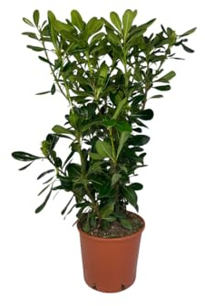 Vivaio Garden Forest Pittosporum tobira, 50 Piante Pitosforo